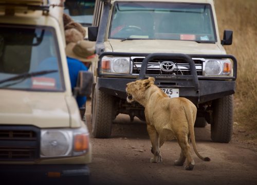 6 Days Big Five Tour Masai Mara, Lake Nakuru, Amboseli
